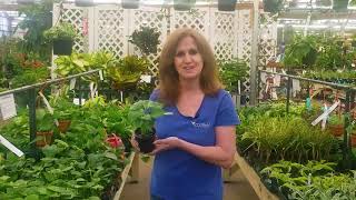 How to Water Philodendron [upl. by O'Brien]