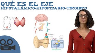 Qué es el Eje hipotalámicohipofisariotiroideo [upl. by Westney483]