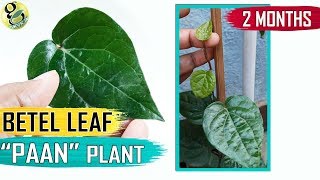 BETEL LEAF PLANT at home  How to Grow Betel plant Paan Plant Care Tips and Propagation in English [upl. by Odnomra126]