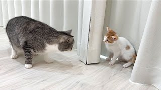 病院から匂いをつけて帰ってきた子猫たちと再会したら猫がまさかのこうなっちゃいました… [upl. by Ahron248]