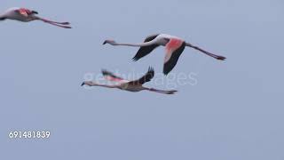 Greater Flamingos Flying  Full Footage [upl. by Weismann]