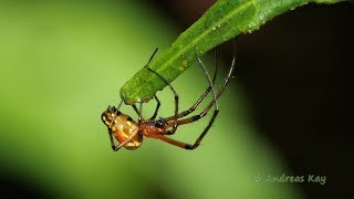 Orb Weaver Leucauge sp from Ecuador [upl. by Valleau]