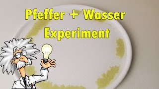 Pfeffer und Wasser Experiment  Trick  Lifahax Lifehack [upl. by Shanley]