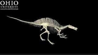 WitmerLab Animation FAIL  Spinosaurus [upl. by Noemis172]