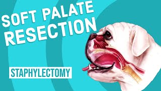 Soft Palate Resection in Dogs [upl. by Meggi983]