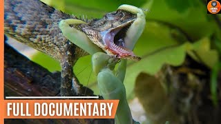 Praying Mantis Attacks and Eats Lizard Alive [upl. by Roid]