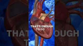 Did you know this about your Heart 💗 3D Animation heartfunction heartracing heartpumping [upl. by Tallou]