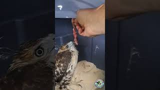 HAWK FEEDING Before Being RELEASED wildlife animalrescue hawk [upl. by Mohn]