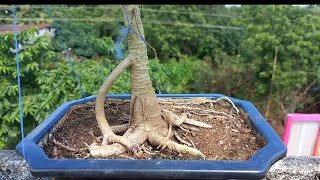 How to defoliate banyan tree bonsaibonsaitree banyantree bonsai [upl. by Attenod]