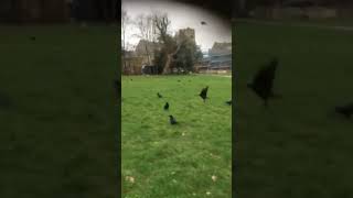 Crows in Woodlands park [upl. by Mcgray]