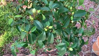 Banana Shrub aka Michelia Figonot Michelia Alba moved outside Spring 2022 [upl. by Nosecyrb]