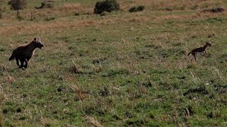 Gazelle escapes cheetahs only to run into a hyena [upl. by Eunice]