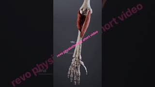 Radius ulna joint muscle attachment movment in helps in muscle supanation and pronation [upl. by Lerraf]