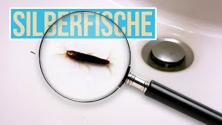 Silberfische bekämpfen I Silberfischfalle selber machen I Silberfische in der Wohnung [upl. by Cammy]