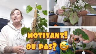 Motivation JARDINAGE  je moccupe de presque toutes mes plantes dintérieur  Entretien 1 [upl. by Charita]