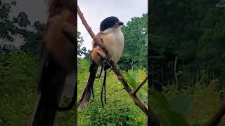 Picture the long tailed shrike [upl. by Ameluz]