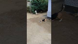 Beagle playing Style  Gsd Partner [upl. by Graniah]