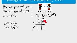 A2 Biology  monohybrid inheritance [upl. by Brennan]