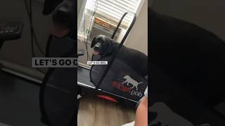 This black Labrador will out work you dogsofyoutube jerandjess dogpacertreadmill [upl. by Ahsimat527]