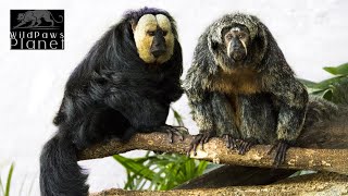 WhiteFaced Saki Monkeys Exploring the Enigmatic Primate World [upl. by Remoh]