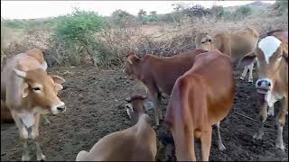 Branding our cows  Cattle farm in Kenya [upl. by Edva]