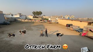 Ostrich Farm K Liey Jaga Dhund Li 😃 [upl. by Adikram453]