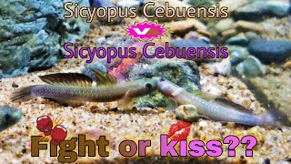 Sicyopus Cebuensis Fighting [upl. by Bryner]