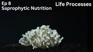 Ep 8  Saprophytic Nutrition  Life Processes  Class 10 [upl. by Dupin]