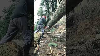 ANGSaw wood cutting saw chainsaws hardware tools viralvideo foryou [upl. by Merdith]