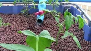 Aquaponics vs Hydroponics [upl. by Elimac]