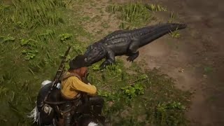 Rdr2 Red Dead Redemption 2 Online  Gameplay  Legendary Teca Alligator Daylies Collecting [upl. by Yolanthe]