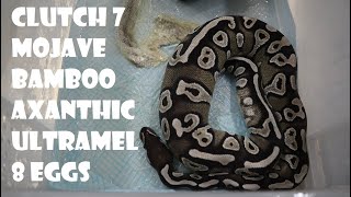 Clutch 7  13324 has hit the ground Ultramel Axanthic Bamboo Mojave clutch  8 eggs [upl. by Atinrahs796]