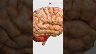 MindBlowing 3D Brain Animation That Will Blow Your Mind [upl. by Dupuis]