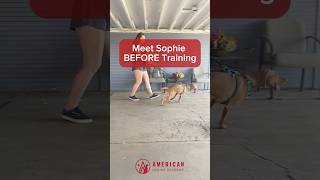 Before and After dog training featuring Sophie the Vizsla in Denver CO [upl. by Erdnaxela]