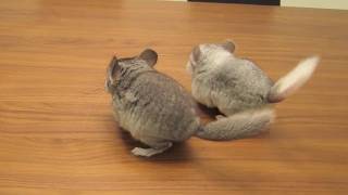 Chinchilla Tricks  Dancing Babies [upl. by Anatola]