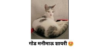 cute cat hindi shayari 🥰viralvideo catlover funny cute catvideos catfunny love song [upl. by Hughes]