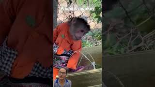 Incredible A Monkey That Acts Just Like a Human CUTIS9 [upl. by Remus981]