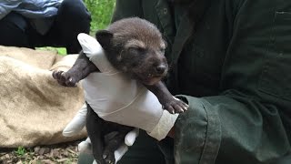 ElevenDayOld Red Wolf Pups at the Wolf Conservation Center [upl. by Ennaecarg879]