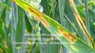 Septoria leaf Blotch is severely infecting wheat crop [upl. by Haeel]