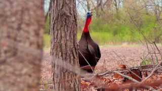 Wisconsin Spring Turkey Hunt [upl. by Sergio]