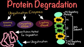 Protein Degradation via Ubiquitination and the Proteosome  Biochemistry [upl. by Boycey358]