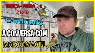 A conversa com  Marco Maciel  Criador de Carduelis  Portugal [upl. by Imalda]