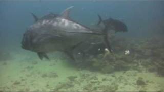 GIANT TREVALLY  Hand feeding underwater [upl. by Celin]