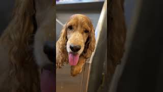 English cocker spaniel englishcockspanielcocokerspaniebreedsspaniedogcocker cuteness youtube [upl. by Daune832]