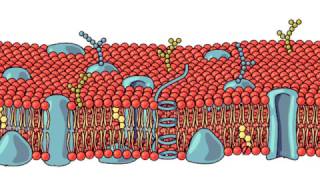 La membrana cellulare [upl. by Hayden]