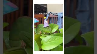 This chameleon needed help wholesome cute animals story shorts chameleon [upl. by Ycart]