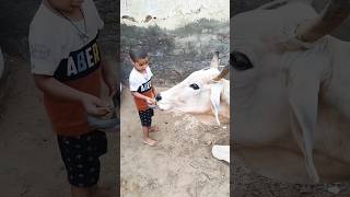 Gau ko roti khilai 🐄🙏 shorts shortsfeed flute cowshorts cowvideos [upl. by Laoj167]