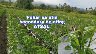 foliar sa secondary ng ating atsal s4 e27 farmer farming pepper [upl. by Parthinia]