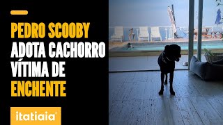 PEDRO SCOOBY MOSTRA quotELDORADOquot CÃOZINHO QUE ADOTOU EM MEIO AOS RESGATES NO RS [upl. by Uri]