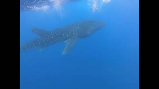 Whale shark swim rivieramaya mexico cancun whaleshark fun [upl. by Ataner733]